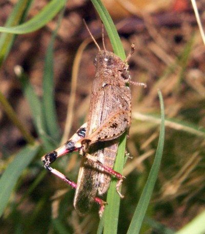 Aiolopus strepens (Acrididae)